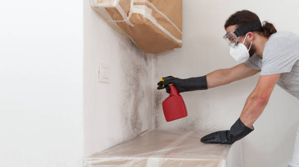 Professional Black Mold Removal technician working in Lebanon, IL