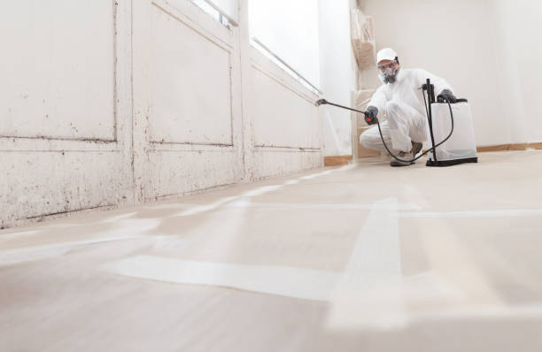 24/7 Emergency Black Mold Removal experts in Lebanon, IL